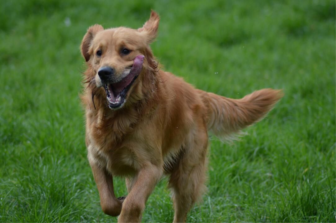 #2. Golden retriever